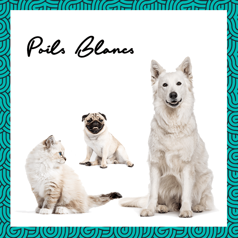 shampoo for white hair dogs