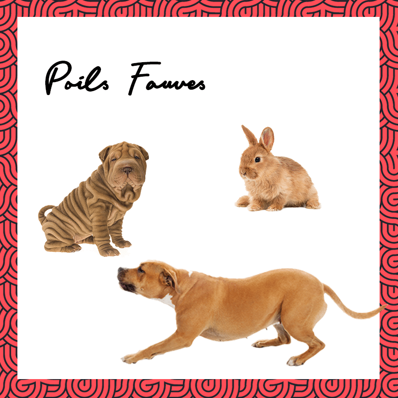 shampoo for white hair dogs