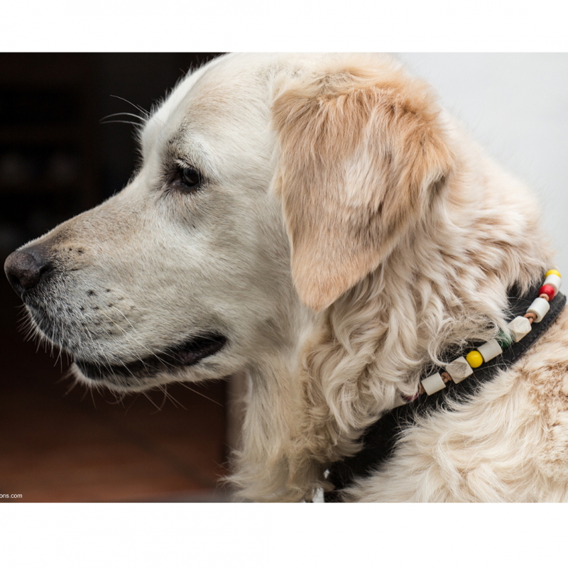 Buy Ceramic Anti-tick Necklace S/M Natural on Kazidomi