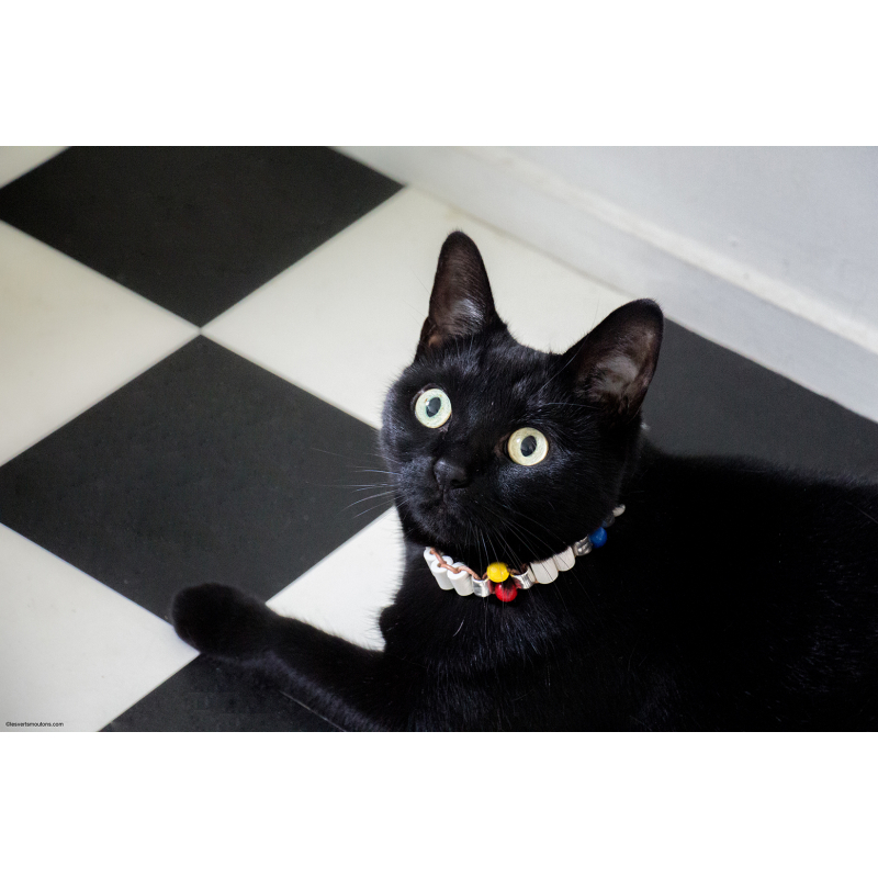 Acheter Collier Ceramique Anti Tiques Mini Colore Sur Kazidomi Acheter Collier Ceramique Anti Tiques Mini Colore Sur Kazidomi
