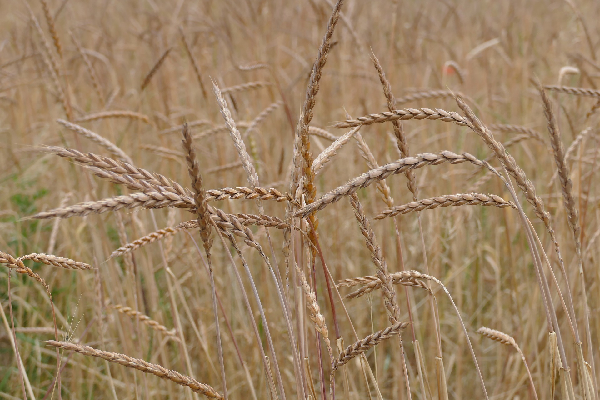 farine-petit-epeautre