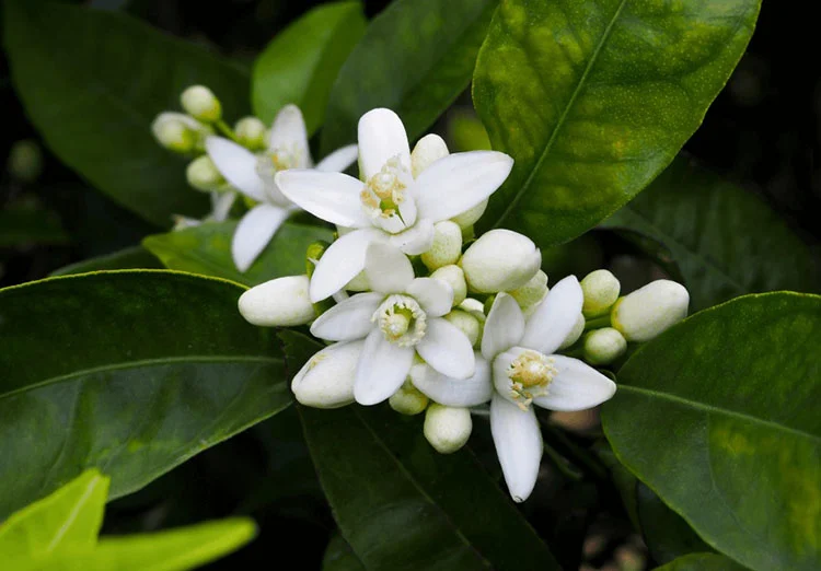 Comment utiliser l'eau de fleur d'oranger ?