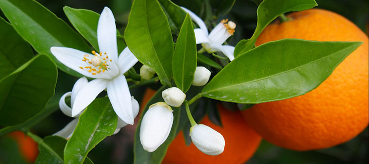 Fleur d’oranger