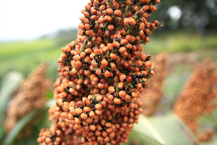 Millet