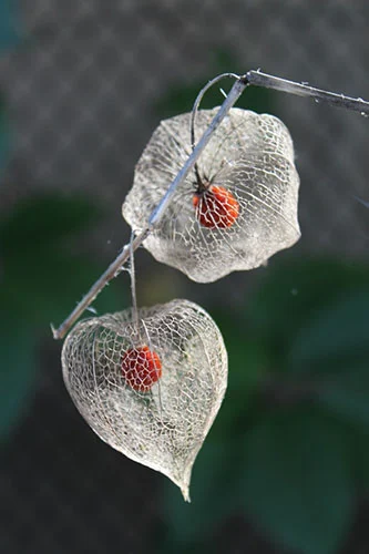 Physalis