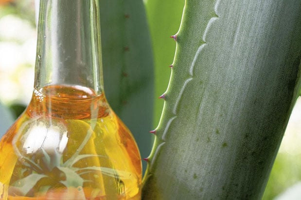 Sirop d'agave